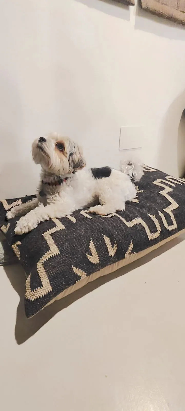 perro sobre cojin kilim